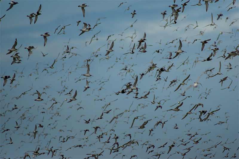 Oiseaux sortie nature Jean-Noël Pitaud - Alexandre ROUBALAY