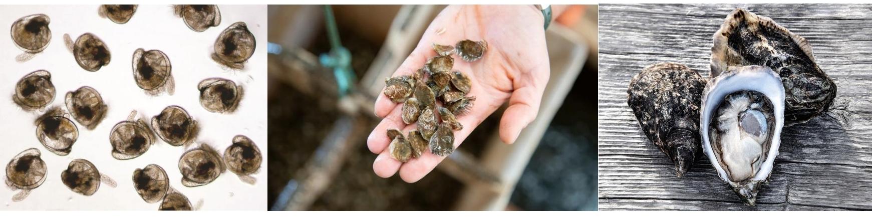 Visite guidée aquaculture  huîtres - Sébastien Penisson