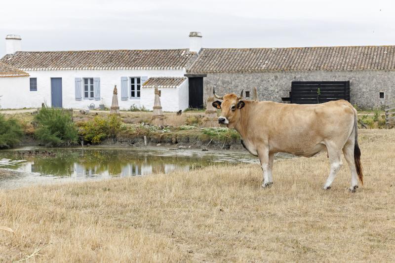 Le Daviaud - Ecomusée du Marais Vendéen