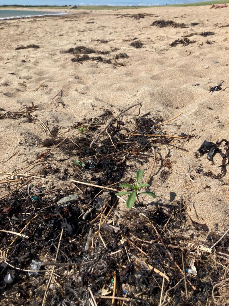 23 octobre 2024 - Balade guidée : le pont, le sable et la forêt avec Marie