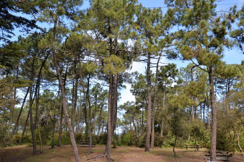 MAIS EC04206 / Noirmoutier : Maison de vacances pour 4 personnes dans le Bois des Eloux à l'Epine