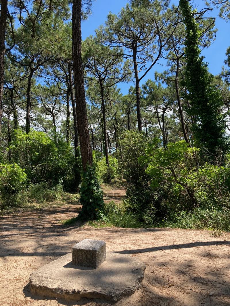 3 janvier 2025 - Balade guidée à la découverte du Bois des Éloux avec Marie